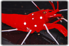 Fire Shrimp